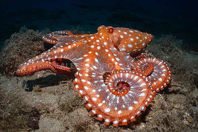 Il mare come non lo avete mai visto