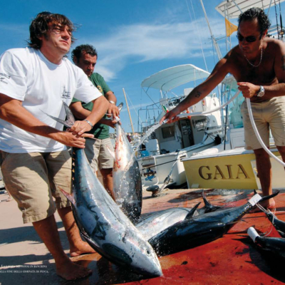 Pesca d'altura, dove cacciare i marlin  e i tonni raccontati da Hemingway