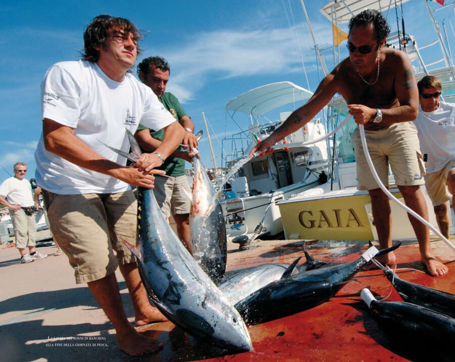 Pesca d'altura, dove cacciare i marlin  e i tonni raccontati da Hemingway
