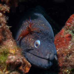 Cinque Terre, un mondo fantastico  da ammirare sopra e sott’acqua