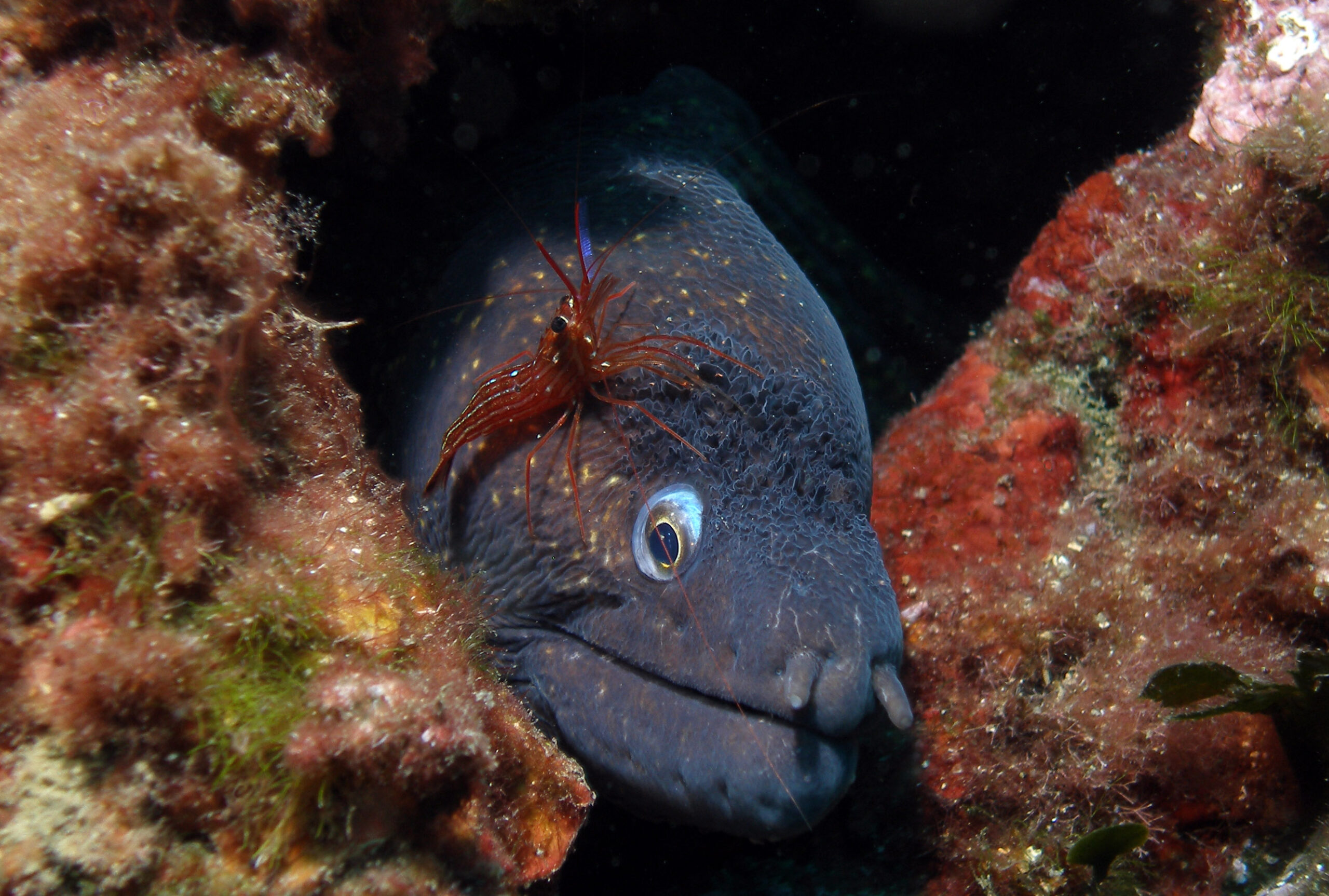Cinque Terre, un mondo fantastico  da ammirare sopra e sott’acqua