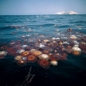 Il giro del mondo sui mari in 80 foto  scattate in un viaggio lungo 60 anni