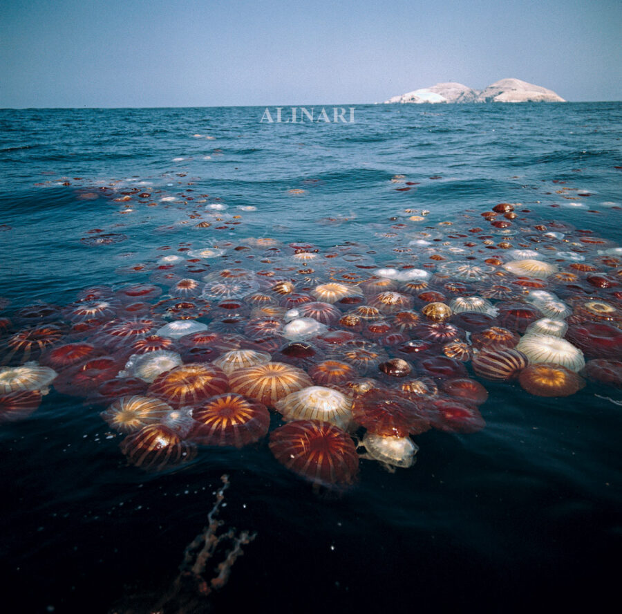 Il giro del mondo sui mari in 80 foto  scattate in un viaggio lungo 60 anni