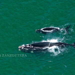 La navigazione ha mille volti  e tutti meritano un primo piano….