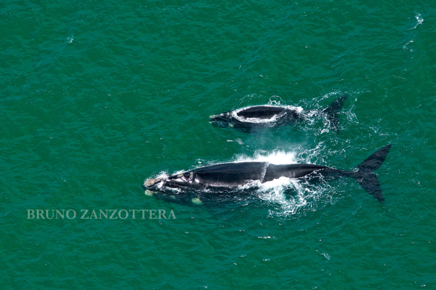 La navigazione ha mille volti  e tutti meritano un primo piano....