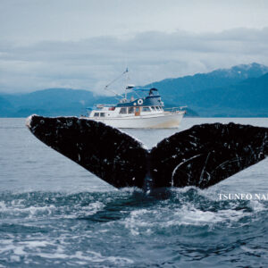A cavallo di una balena? Un fotografo  è riuscito a salirci con uno scatto…