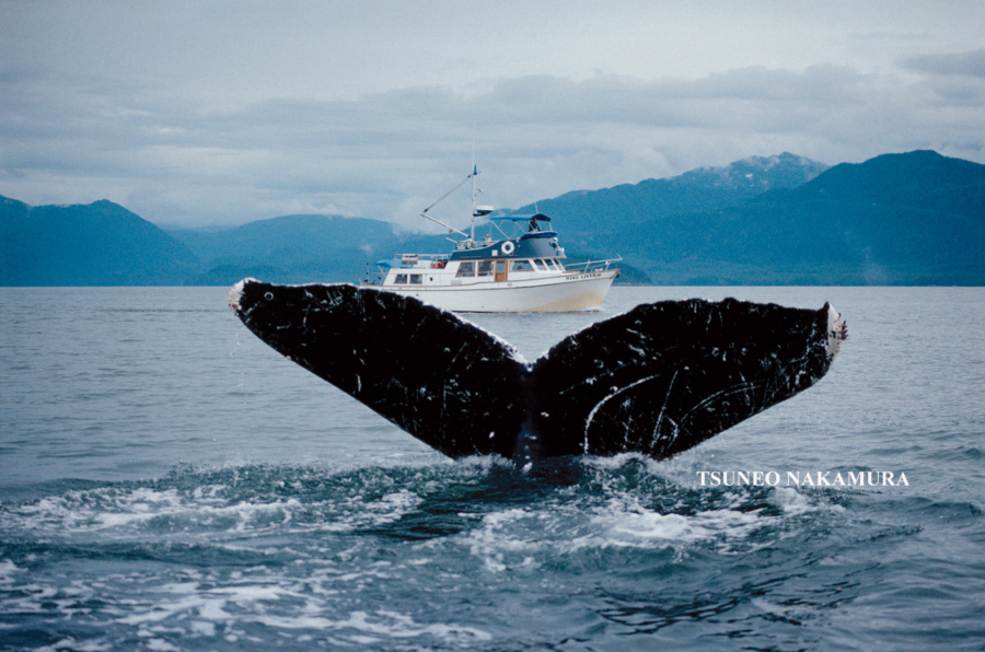 A cavallo di una balena? Un fotografo  è riuscito a salirci con uno scatto...