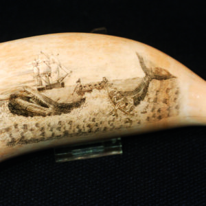Scrimshaw, i denti di capodoglio incisi  dai marinai sono diventati capolavori