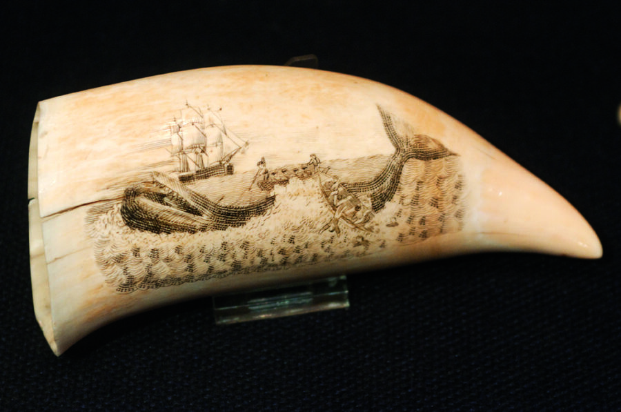 Scrimshaw, i denti di capodoglio incisi  dai marinai sono diventati capolavori