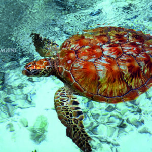 Le fotografie di mare vanno scattate  “pescando” le emozioni più profonde