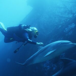 I delfini muoiono lungo le coste  di Toscana e Campania. Perché?
