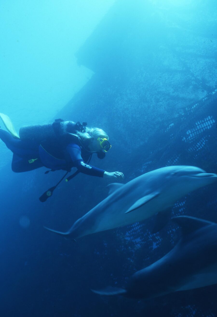 I delfini muoiono lungo le coste  di Toscana e Campania. Perché?