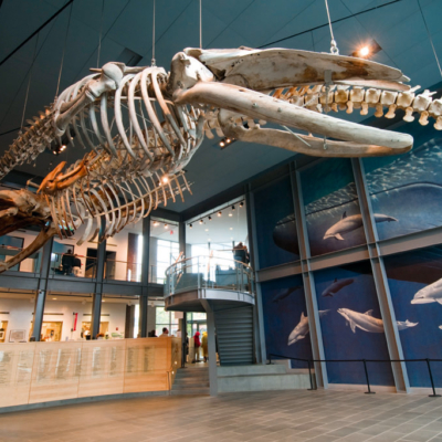 Moby Dick vi guida nelle città  dove  rivive l'era della caccia alle balene