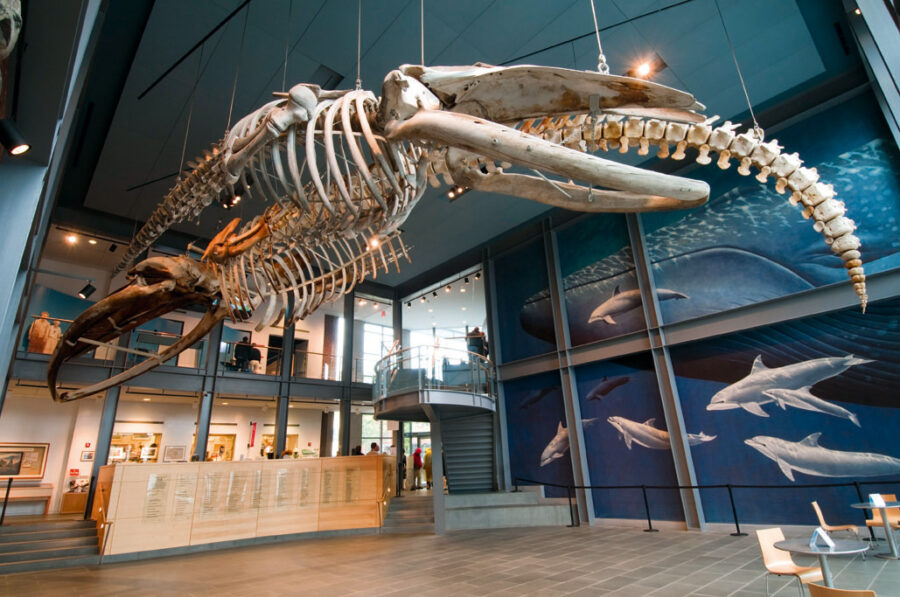 Moby Dick vi guida nelle città  dove  rivive l'era della caccia alle balene