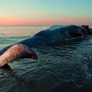Balena morta in spiaggia, il reportage   che nessuno vorrebbe mai fare