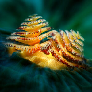 Sono azzurrissime le acque di Cuba  per i mondiali di foto subacquea