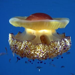 Medusa o astronave? Ecco le foto  miracolose della Madonnina del mare