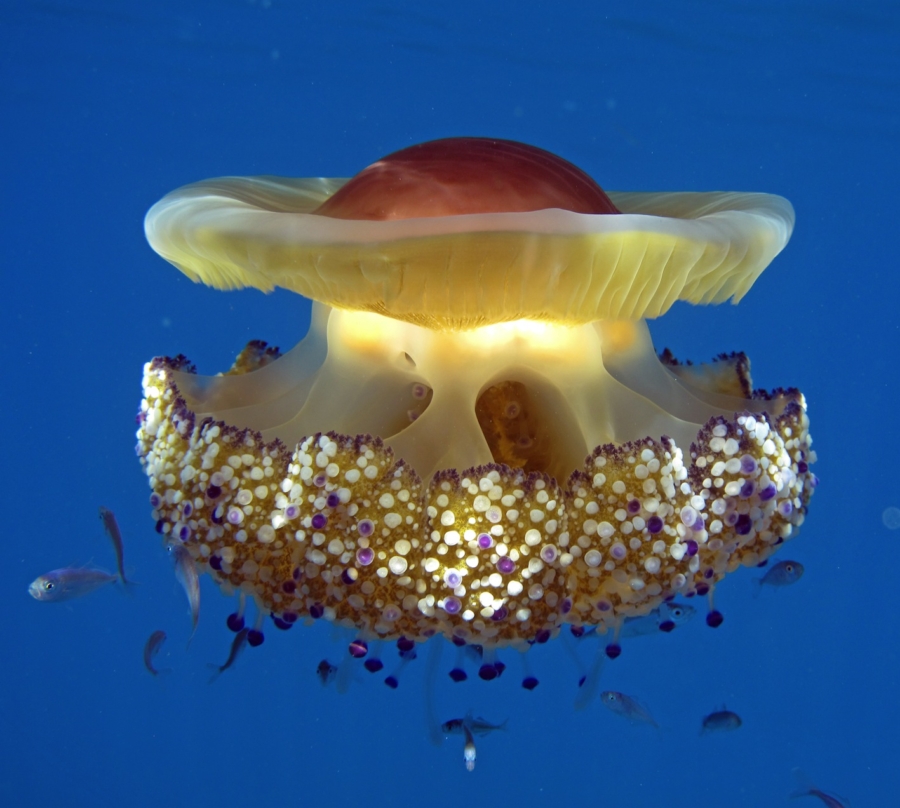 Medusa o astronave? Ecco le foto  miracolose della Madonnina del mare