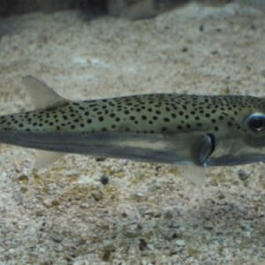 Pesce velenoso pescato in Sicilia:  contiene una tossina che può uccidere