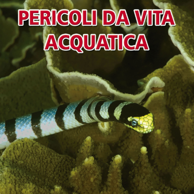 Il pericolo è sott'acqua, fra squali,  ma anche conchiglie, coralli, spugne