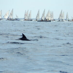 Due delfini danno il via alla regata  ai campionati giovanili di Napoli