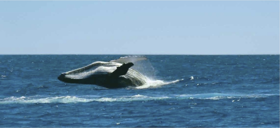 Isole Sottovento, il paradiso in terra esiste  ed è circondato da un mare paradisiaco