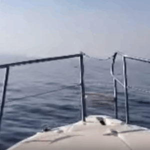 Un branco di balene a un metro da noi?  Ci è capitato navigando fra Nizza e Ajaccio