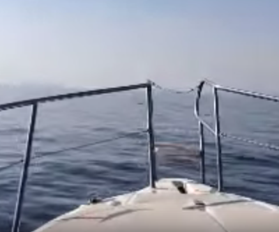 Un branco di balene a un metro da noi?  Ci è capitato navigando fra Nizza e Ajaccio