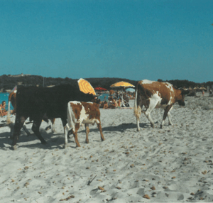 Foto più curiose scattate al mare?  Le mucche che sfilano sulla sabbia…