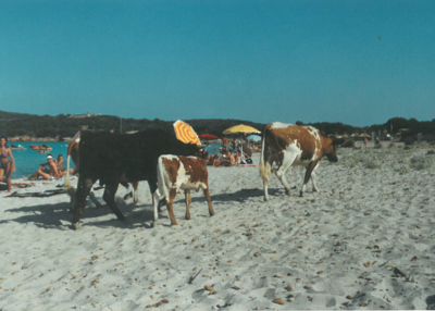 Foto più curiose scattate al mare?  Le mucche che sfilano sulla sabbia...