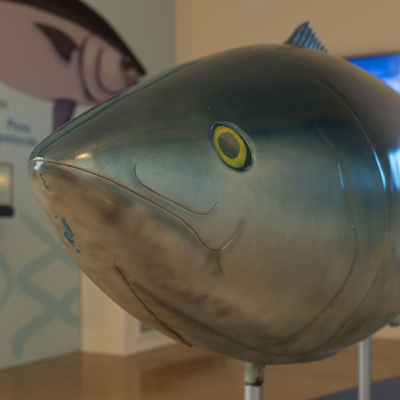 La pesca del tonno nel Golfo dell'Asinara  rivive nel museo multimediale di Stintino