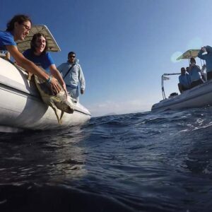 La tartaruga Penelope ripescata ferita  è tornata libera in mare grazie a Sos Tarta