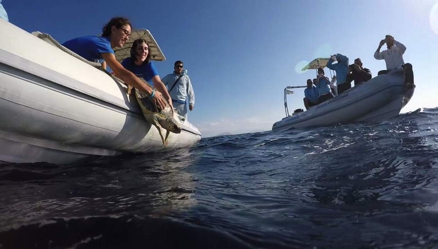 La tartaruga Penelope ripescata ferita  è tornata libera in mare grazie a Sos Tarta