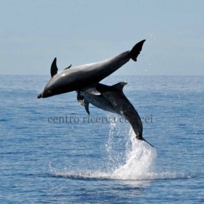 Biologi marini per un giorno? Diventatelo  al Centro ricerca cetacei dell'Isola d'Elba