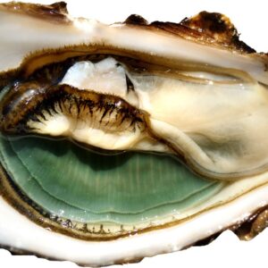 I Love Ostrica, dentro le nostre conchiglie  si celano sempre preziose perle di sapore