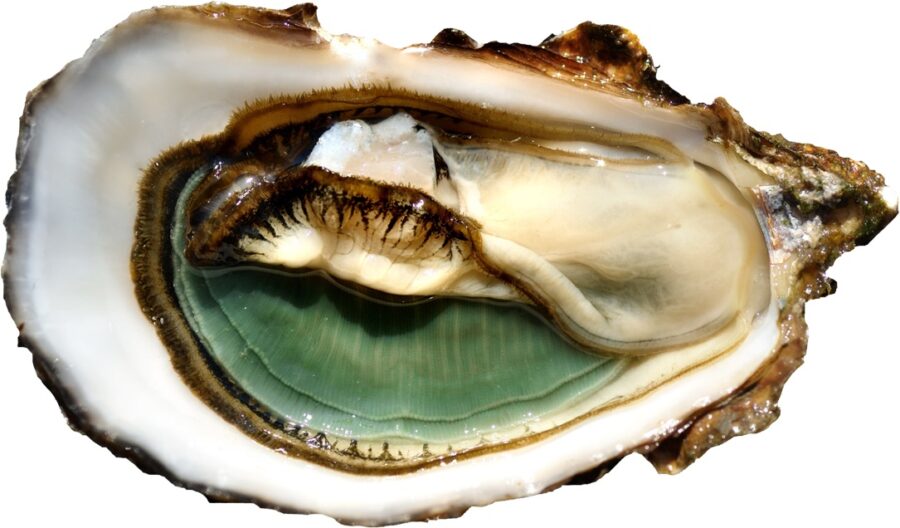 I Love Ostrica, dentro le nostre conchiglie  si celano sempre preziose perle di sapore