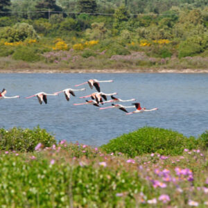Birdwatching in Salento per catturare  con una foto fenicotteri, germani reali …
