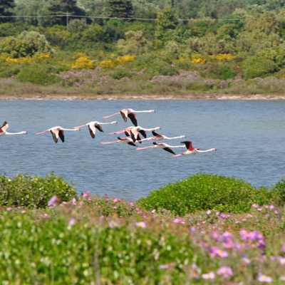 Birdwatching in Salento per catturare  con una foto fenicotteri, germani reali ...