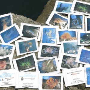 Mare dolce? Per scoprirlo fatevi guidare  dalle bustine di zucchero con le foto sub