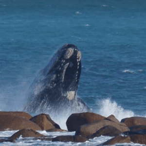 Migrazione delle balene, uno spettacolo  grande almeno come questi giganti del mare