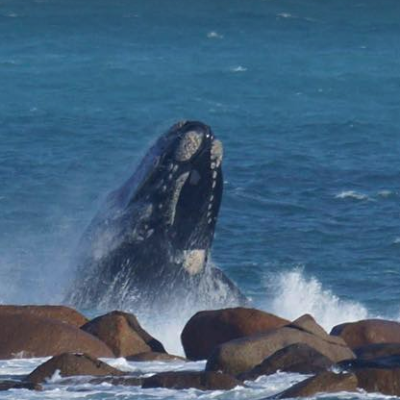 Migrazione delle balene, uno spettacolo  grande almeno come questi giganti del mare