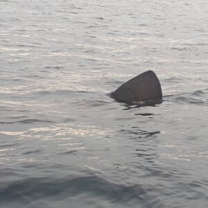 La pinna di uno squalo emerge dall’acqua  a Razzoli. Una rarità? Non in questo periodo