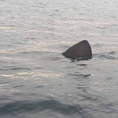 La pinna di uno squalo emerge dall'acqua  a Razzoli. Una rarità? Non in questo periodo