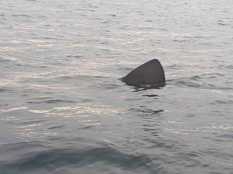 La pinna di uno squalo emerge dall'acqua  a Razzoli. Una rarità? Non in questo periodo