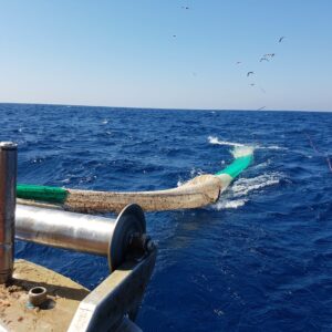 Tartarughe uccise per sbaglio nella pesca  a strascico: una griglia può impedirlo