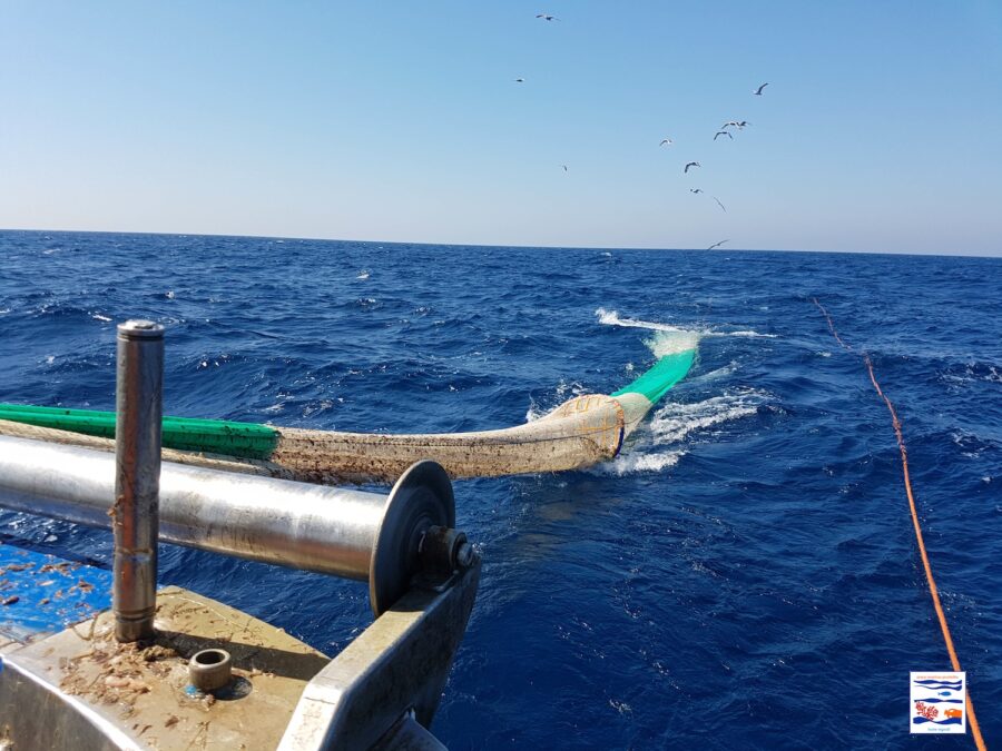 Tartarughe uccise per sbaglio nella pesca  a strascico: una griglia può impedirlo