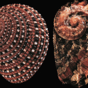 Conchiglie, i gusci sono bellissimi  ma il vero capolavoro è all’interno