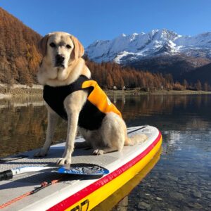 Cani al mare, ora in acqua ci vanno con muta da sub e giubbotto salvagente