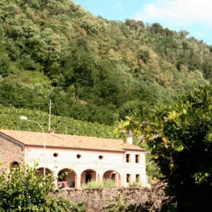 Caferro, dal verde e marrone delle colline  nasce un mare di incredibili bianchi e rossi