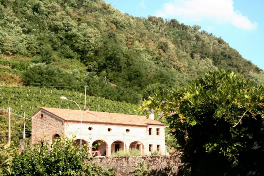 Caferro, dal verde e marrone delle colline  nasce un mare di incredibili bianchi e rossi